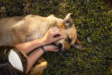 TAKK, Hund, Mischlingshund in Kroatien - Bild 2