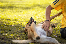 TAKK, Hund, Mischlingshund in Kroatien - Bild 4