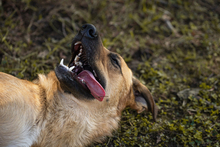 TAKK, Hund, Mischlingshund in Kroatien - Bild 5