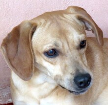 FERN2, Hund, Jagdhund-Mix in München