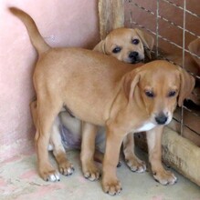 FABIO2, Hund, Jagdhund-Mix in Zypern - Bild 4