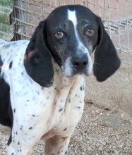 FONZY, Hund, Pointer-Mix in Zypern - Bild 2