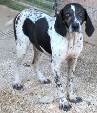 FONZY, Hund, Pointer-Mix in Zypern - Bild 3