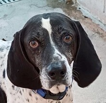 FONZY, Hund, Pointer-Mix in Zypern - Bild 4