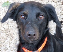 BEX, Hund, Mischlingshund in Zypern