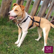 BELLATRIX, Hund, Mischlingshund in Rumänien