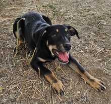 ISA, Hund, Mischlingshund in Ungarn