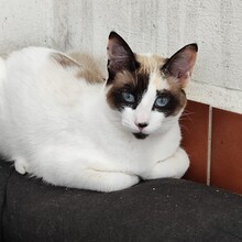 LISI, Katze, Siam-Mix in Spanien - Bild 1