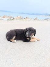 CATHY, Hund, Mischlingshund in Griechenland