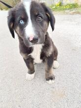 CASPER, Hund, Mischlingshund in Griechenland