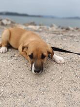 CLARA, Hund, Mischlingshund in Griechenland