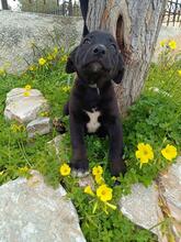 CHIARA, Hund, Mischlingshund in Griechenland