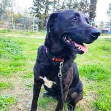 BLACKY, Hund, Mischlingshund in Griechenland