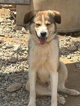 HARIS, Hund, Mischlingshund in Griechenland