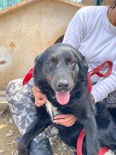 PENNY, Hund, Mischlingshund in Griechenland