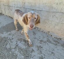 BRUNO, Hund, Mischlingshund in Griechenland - Bild 1