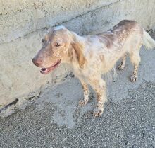 BRUNO, Hund, Mischlingshund in Griechenland - Bild 2