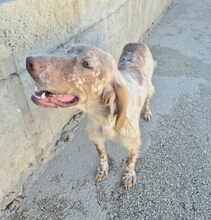 BRUNO, Hund, Mischlingshund in Griechenland - Bild 3