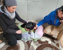 POPPY, Hund, Mischlingshund in Düren - Bild 10