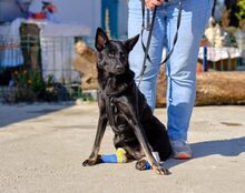 POPPY, Hund, Mischlingshund in Düren - Bild 2