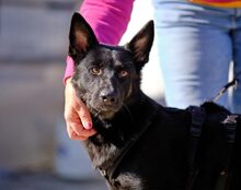 POPPY, Hund, Mischlingshund in Düren - Bild 3