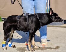 POPPY, Hund, Mischlingshund in Düren - Bild 4