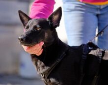 POPPY, Hund, Mischlingshund in Düren - Bild 5