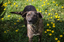 JOLIE, Hund, Mischlingshund in Kroatien - Bild 4