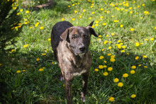 JOLIE, Hund, Mischlingshund in Kroatien - Bild 5