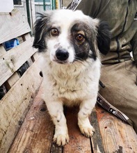 NAMI, Hund, Mischlingshund in Rumänien