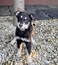 ZOE, Hund, Mischlingshund in Rumänien