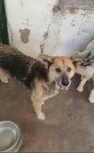 JACK, Hund, Mischlingshund in Italien