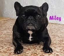 MILEY, Hund, Französische Bulldogge in Spanien
