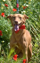 EVEL, Hund, Podenco Andaluz in Spanien - Bild 2