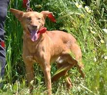 EVEL, Hund, Podenco Andaluz in Spanien - Bild 3