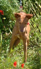 EVEL, Hund, Podenco Andaluz in Spanien - Bild 4