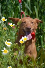 EVEL, Hund, Podenco Andaluz in Spanien - Bild 5