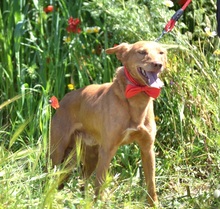 EVEL, Hund, Podenco Andaluz in Spanien - Bild 6