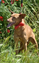 EVEL, Hund, Podenco Andaluz in Spanien - Bild 7