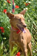 EVEL, Hund, Podenco Andaluz in Spanien - Bild 8