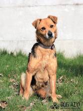 FRANNY, Hund, Mischlingshund in Slowakische Republik