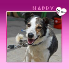 HAPPY, Hund, Mischlingshund in Bulgarien