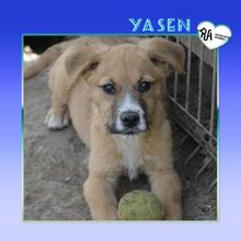 YASEN, Hund, Mischlingshund in Bulgarien