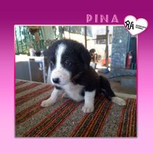 PINA, Hund, Mischlingshund in Griechenland