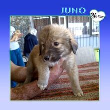 JUNO, Hund, Mischlingshund in Griechenland