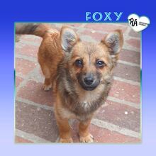 FOXY, Hund, Mischlingshund in Bulgarien