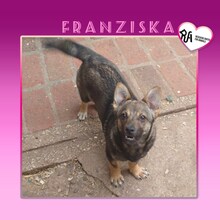 FRANZISKA, Hund, Mischlingshund in Bulgarien