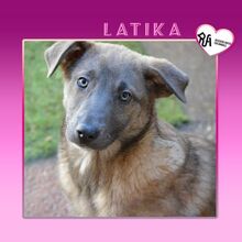 LATIKA, Hund, Mischlingshund in Bulgarien