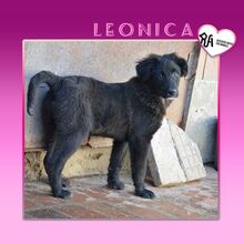 LEONICA, Hund, Mischlingshund in Bulgarien