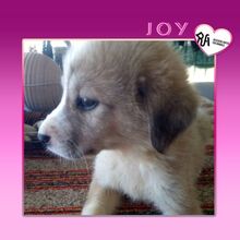 JOY, Hund, Mischlingshund in Griechenland